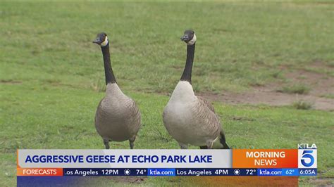 Visitors to Los Angeles park concerned with rising population of aggressive geese 